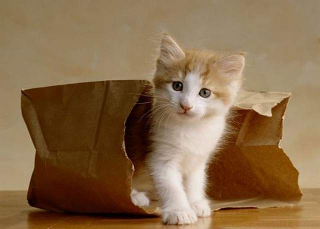 kitten-coming-out-of-paper-bag.jpg